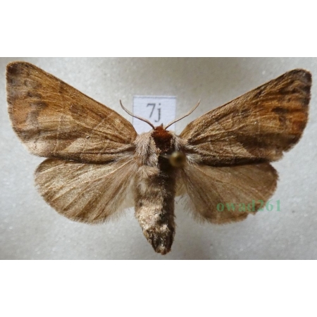 Clostera anastomosis (Linnaeus, 1758) female Wzjeżka wieszczyca Czech7j